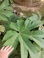 Tetrapanax, Ophalen