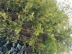 Bamboe, Tuin en Terras, Ophalen, Bamboe, Struik, 250 cm of meer