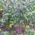 Vroege frambozenplanten uit volle grond, Nu planten, Ophalen, Overige soorten, In pot, Halfschaduw