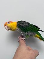 Groendij caique, Dieren en Toebehoren, Vogels | Parkieten en Papegaaien, Mannelijk, Papegaai, Tam