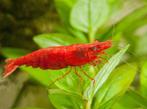 Red fire garnalen, Dieren en Toebehoren, Vissen | Aquariumvissen