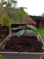 Albizia (Lophanta en Julibrissin) , Perzische slaapboom, Tuin en Terras, Overige soorten, Minder dan 100 cm, Zomer, Ophalen