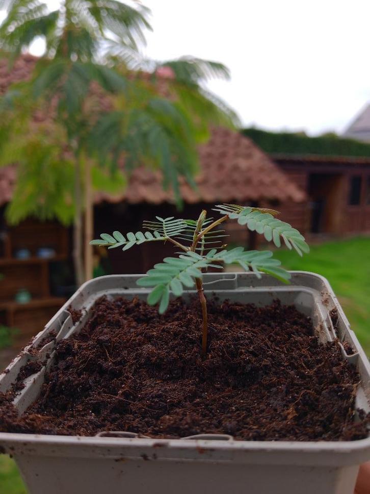 Albizia (Lophanta en Julibrissin) , Perzische slaapboom, Tuin en Terras, Planten | Bomen, Overige soorten, Minder dan 100 cm, Volle zon