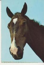 PAARD   8, Collections, Cartes postales | Animaux, Non affranchie, Cheval, Envoi
