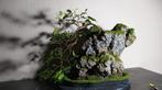 Bonsai ficus waterval + handgemaakte pot, Huis en Inrichting, Kamerplanten, Ophalen