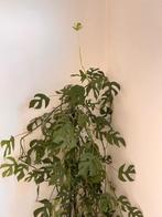 Monstera minima/Rhaphidophora Tetrasperma, Ophalen, 200 cm of meer, Halfschaduw, In pot