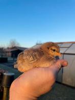 Marans en Cream legbar, Femelle, Poule ou poulet