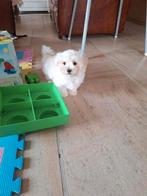 Mini maltezer pups, Dieren en Toebehoren, Honden | Chihuahua's en Gezelschapshonden, België, Maltezer, CDV (hondenziekte), 8 tot 15 weken