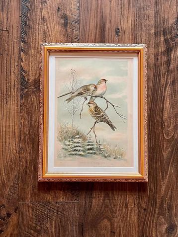 Antieke originele litho barmsijsen Knezourek beschikbaar voor biedingen