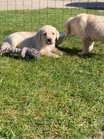 Mooie labrador pups, België, Fokker | Hobbymatig, 8 tot 15 weken, CDV (hondenziekte)