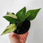 Alocasia cucullata variegata, Enlèvement