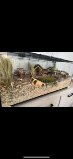 Terrarium/hamster verblijf, Dieren en Toebehoren, Knaagdieren, Januari, Geslacht onbekend, Overige typen