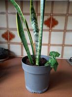 sanseveria met gele randen, Huis en Inrichting, Kamerplanten, Ophalen