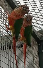 Pyrrhuras (pop), Dieren en Toebehoren, Vrouwelijk, Parkiet, Geringd