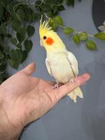 Getemde valkparkiet, Dieren en Toebehoren, Vrouwelijk