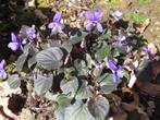 Violet, 2 soorten, Tuin en Terras, Planten | Tuinplanten, Halfschaduw, Vaste plant, Bodembedekkers, Lente