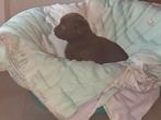 labrador pups, België, Fokker | Hobbymatig, CDV (hondenziekte), 8 tot 15 weken
