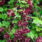 Akebia quinata (akébie a cinq feuilles), Jardin & Terrasse, Plantes | Jardin, Plein soleil, Enlèvement