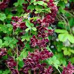 Akebia quinata (akébie a cinq feuilles), Plein soleil, Enlèvement