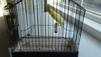 Scotch-fancy, Animaux & Accessoires, Oiseaux | Canaris, Plusieurs animaux, Canari de posture