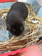 Cavia beer, Dieren en Toebehoren, Cavia, Mannelijk, Januari, Tam