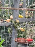 Kanaries man, Dieren en Toebehoren, Vogels | Kanaries