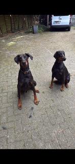 Doberman, 6 jaar of ouder, België, Particulier, Reu