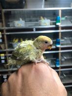 Dd groen opalin baby dwergpapagaai, Dieren en Toebehoren