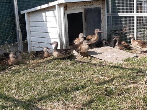 Siereenden 2025, Dieren en Toebehoren, Pluimvee, Eend, Meerdere dieren