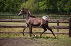 Arabisch Volbloed hengstje, Dieren en Toebehoren, Paarden, Hengst, Niet van toepassing, Gechipt, 0 tot 2 jaar