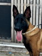 Mooi fijn donker teefje van 4 maanden jong !!!., Dieren en Toebehoren, Honden | Herdershonden en Veedrijvers, 15 weken tot 1 jaar