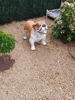 Polyester Engelse bulldog, Ophalen, Gebruikt, Overige materialen, Dierenbeeld
