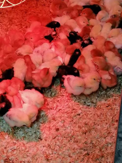 kuikens traditionele leghennen 10 rassen uitkomst 7 septembe, Dieren en Toebehoren, Pluimvee, Kip, Vrouwelijk
