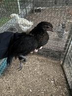 Haantje te koop, Dieren en Toebehoren, Mannelijk, Kip