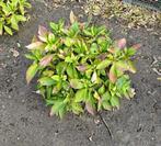Hortensia - 6 stuks, Ophalen, Vaste plant, Overige soorten