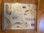 Schoolkaart, Antiek en Kunst, Ophalen of Verzenden, Natuur en Biologie