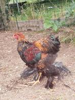 Mooie jonge Brahma haan te koop, Dieren en Toebehoren