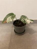 Monstera Deliciosa Albo Variegata, Huis en Inrichting, Kamerplanten, Ophalen of Verzenden