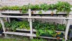 Houten DIY rek voor Bato aardbeibakken, Jardin, Enlèvement