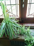 Graslelie beschikbaar, Huis en Inrichting, Kamerplanten, Overige soorten, Minder dan 100 cm, Halfschaduw, Bloeiende kamerplant