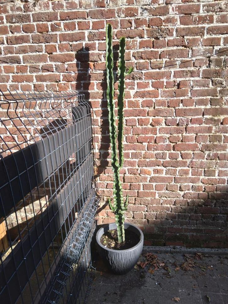 Cactus 190cm, Tuin en Terras, Planten | Bomen, In pot, Ophalen
