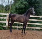 Etalon arabe, Dieren en Toebehoren, Paarden