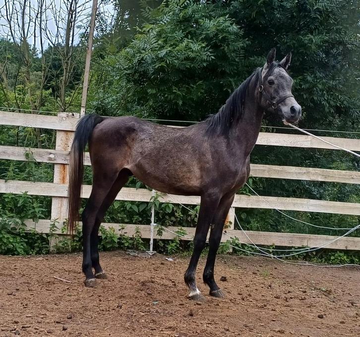Etalon arabe, Dieren en Toebehoren, Paarden