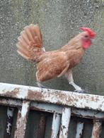 Coq Sebright, Poule ou poulet, Mâle