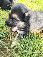 Duitse herder pups, Dieren en Toebehoren, Honden | Herdershonden en Veedrijvers, België, CDV (hondenziekte), 8 tot 15 weken, Meerdere