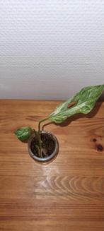 Monstera adansonii Indonesian marble, Huis en Inrichting, Kamerplanten, Ophalen