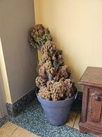 Geef cactus, Huis en Inrichting, Kamerplanten, Ophalen, Minder dan 100 cm, In pot, Cactus