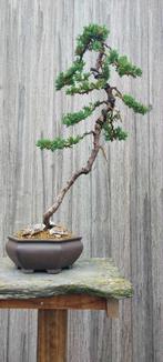 Juniperis bonsai, Tuin en Terras, Overige soorten, Minder dan 100 cm, Zomer, Ophalen