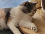 BRITISH SHORTHAIR, Animaux & Accessoires, Chatte ou Chat, Vermifugé, 3 à 5 ans