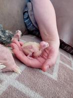 Tamme valkparkieten, Dieren en Toebehoren